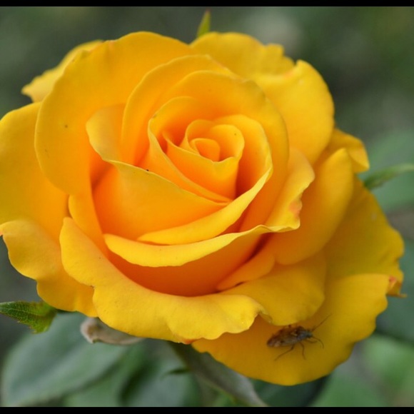 Meet your Posher, M - Picture 1 of 1